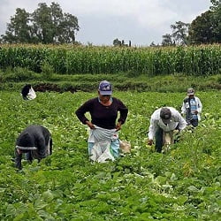 Jornaleros trabajando