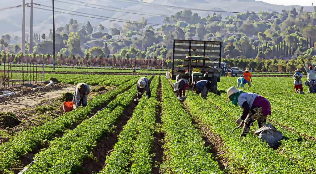 jornaleros trabajando en el campo