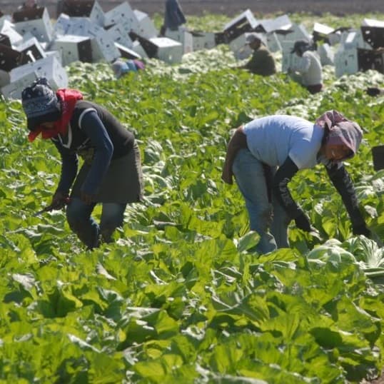 Mujeres jornaleras en el campo