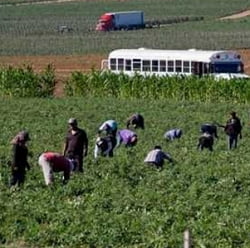 Jornaleros trabajando en San Quintín