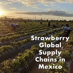 Farmworkers in a strawberry field